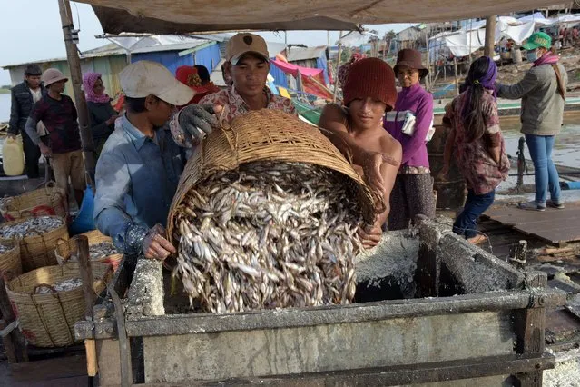 Cambodian workers load fish into a crushing machine in preparation for making “prahok” (fermented fish paste) at Chrang Chamres village along the Tonle Sap river in Phnom Penh on December 18, 2015. The pungent smell of rotting meat hangs heavily in the air as Cambodians crowd the country's riverbanks, gutting and crushing finger-sized fish by the tonne as the annual frenzy of making prahok, or fermented fish paste, gets underway. (Photo by Tang Chhin Sothy/AFP Photo)