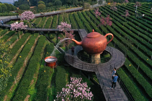 Aerial view of a tea plantation on February 23, 2021 in Yibin, Sichuan Province of China. (Photo by Zeng Lang/VCG via Getty Images)