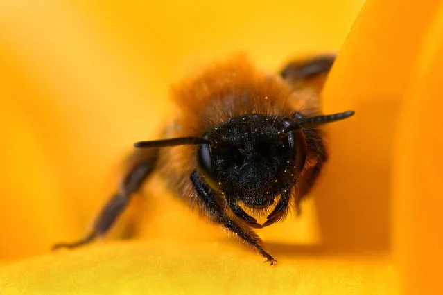 Bee. (Photo by Boris Godfroid)