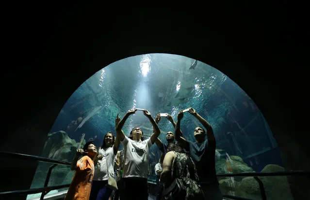 People take photos of stingrays at the AquaRio aquarium in Rio de Janeiro, Brazil, November 24, 2016. (Photo by Pilar Olivares/Reuters)