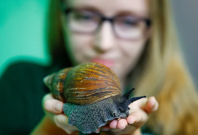A West African giant land snail can be seen during the annual weigh-in at ZSL London Zoo in London, England on Thursday, August 23, 2018. (Photo by Henry Nicholls/Reuters)