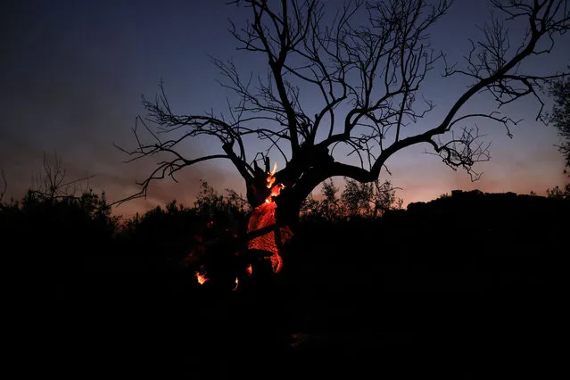 A charred tree on fire is seen at dusk as a wildfire burns, in Nea Aghialos, in central Greece on July 27, 2023. (Photo by Alexandros Avramidis/Reuters)
