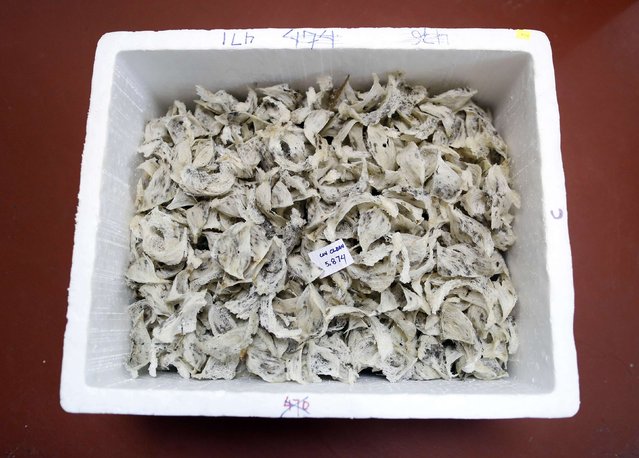 Bird's nests are pictured before the cleaning process at a processing plant in Kuala Lumpur, February 17, 2015. (Photo by Olivia Harris/Reuters)