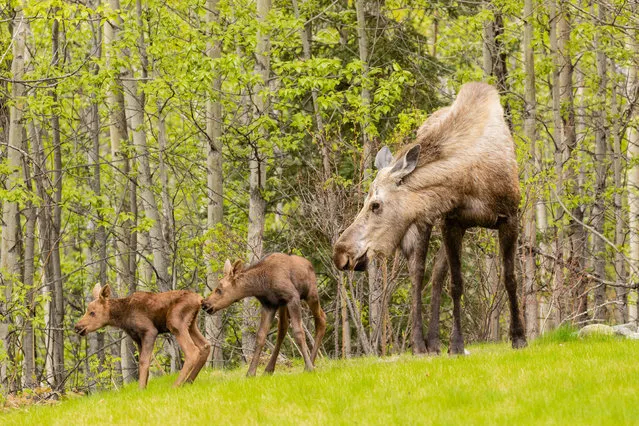 A cow moose (Alces alces) and newborn calves in a yard in Eagle River, Southcentral Alaska. (Photo by Ray Bulson/Alamy Stock Photo)