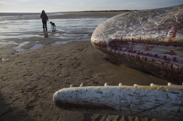 Members of the public look at one of three Sperm Whales, which were found washed ashore near Skegness over the weekend, lays on a beach on January 25, 2016 in Skegness, England. The whales are thought to have been from the same pod as another animal that was found on Hunstanton beach in Norfolk on Friday. (Photo by Dan Kitwood/Getty Images)