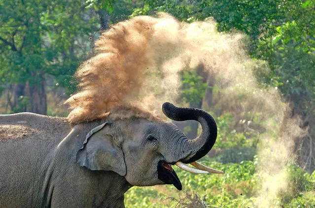 An Asian elephant on the banks of the Ramganga river in the Jim Corbett national park in Uttarakhand state in India flings dirt over itself, which helps protect its skin from the sun in the last decade of September 2023. (Photo by Swarnendu Chatterjee/Solent News)