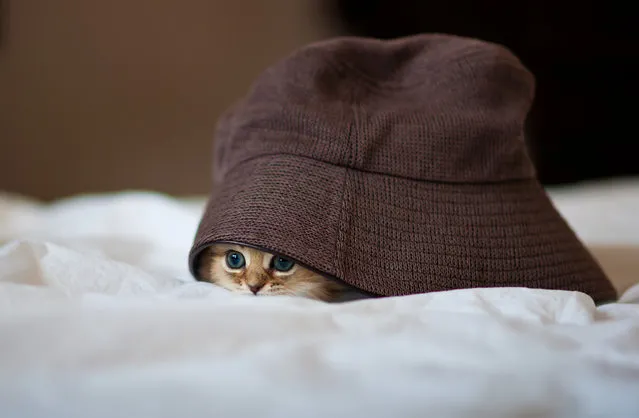 “The Cat in the Oversized Hat”. (Photo and caption by Ben Torode)