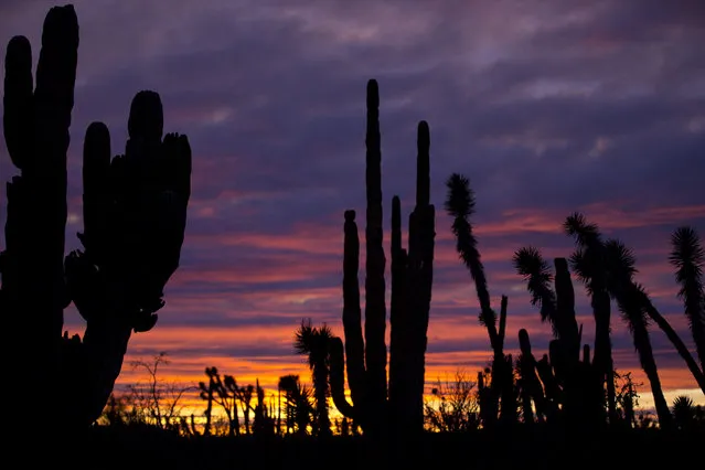 In this March 3, 2015 photo, cacti are silhouetted against a twilight sky in the Valle de los Cirios, near Guerrero Negro, Mexico's Baja California peninsula. Also known as the Valley of the Boojums for the unusual cacti tree that is endemic to the area, it is one of Mexico's largest protected areas. The land is forested with desert flora that looks like it was drawn by Dr. Seuss: Boojums and elephant trees, cardon cacti, and many other types of succulents, as well as a variety of birds and mammals. (Photo by Dario Lopez-Mills/AP Photo)