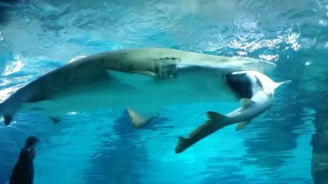 This handout photo released on January 29, 2016 by the Coex Aquarium in Seoul shows a female sand tiger shark eating a smaller male shark in the aquarium. (Photo by AFP Photo/Coex Aquarium)