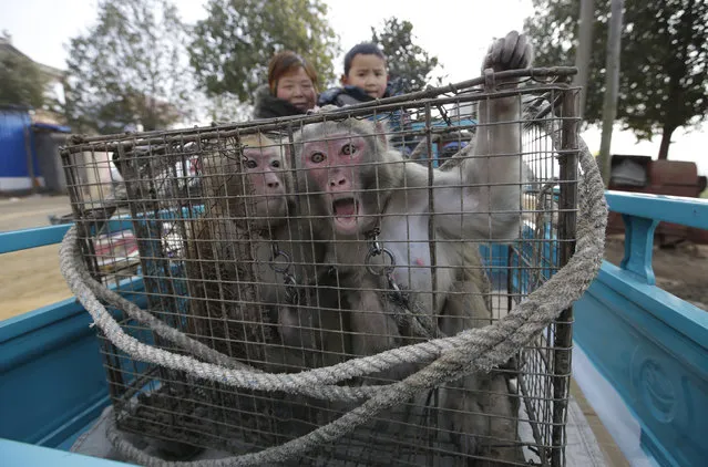 Monkeys in cages arrive for a traditional performance at Baowan village, in Xinye county of China's central Henan province, February 3, 2016. (Photo by Jason Lee/Reuters)