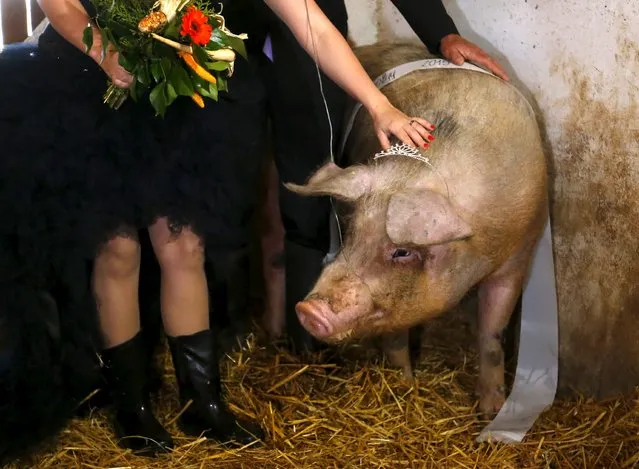 A member of the jury poses with the winner of a beauty contest for pigs in a farm in Hajmas, south-west Hungary March 31, 2015. The contest, held a day ahead of April 1, was organized to mark April Fools' Day.  Picture taken March 31, 2015. (Photo by Laszlo Balogh/Reuters)