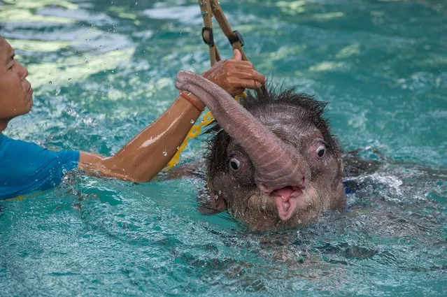 Six month- old baby elephant “Clear Sky” is kept afloat with the help of a harness during a hydrotherapy session at a local veterinary clinic in Chonburi Province on January 5, 2017. (Photo by Roberto Schmidt/AFP Photo)