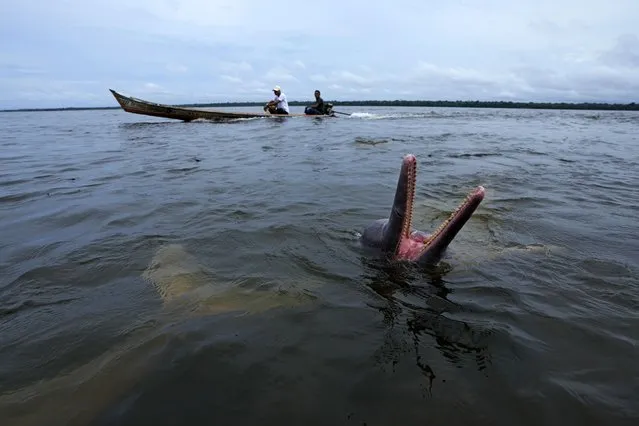 An Amazon river dolphin, known as a boto, plays in a nature preserve and tourist visitation area on the banks of the Tocantis River, in the municipality of Mocajuba, Para state, Brazil, Saturday, June 3, 2023. (Photo by Eraldo Peres/AP Photo)