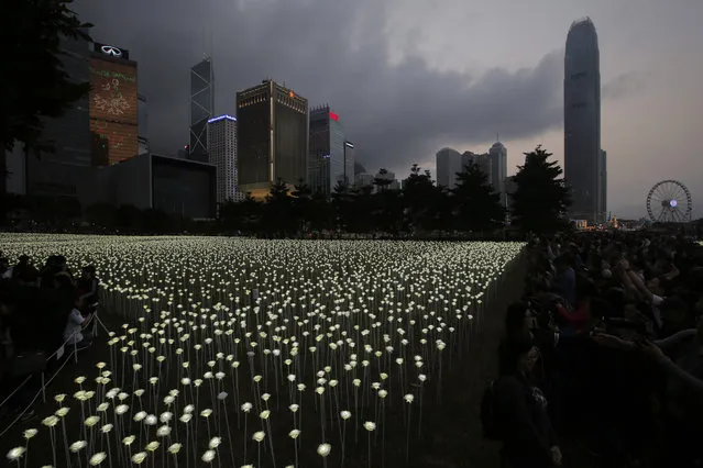 LED light roses are lit up at the “Light Rose Garden”, against the backdrop of  Central, the business district of Hong Kong, Saturday, February 13, 2016. (Photo by Kin Cheung/AP Photo)