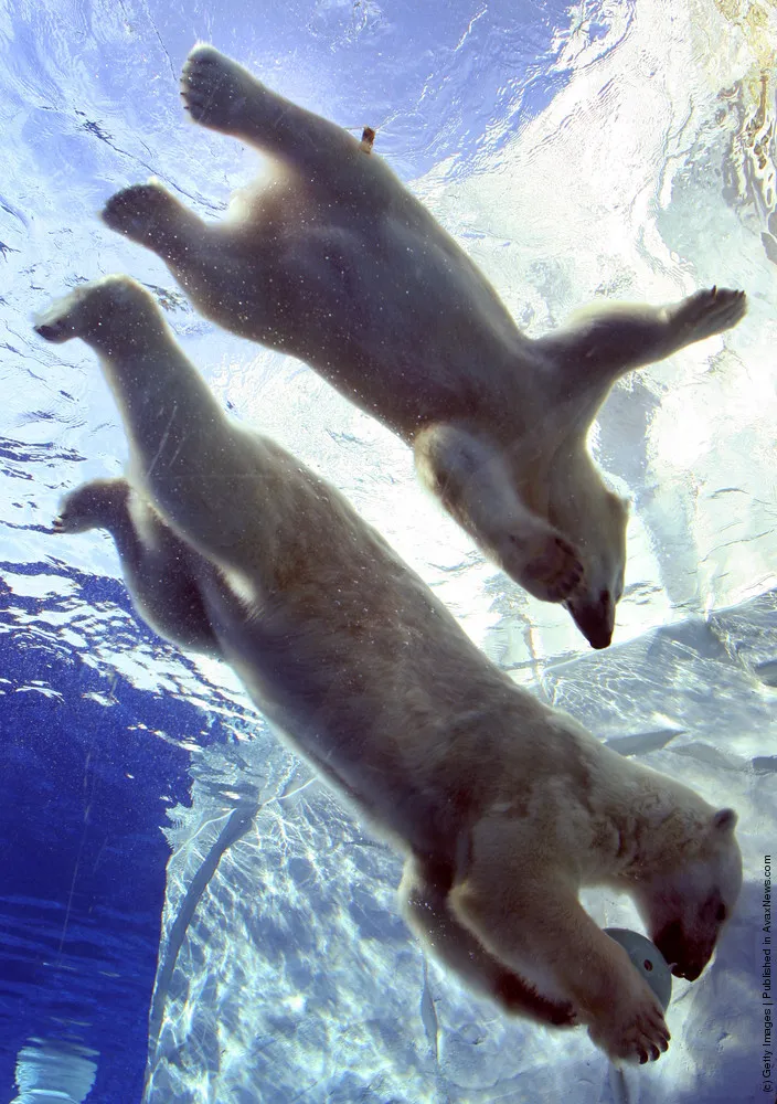 Polar Bear Cub Learns To Swim