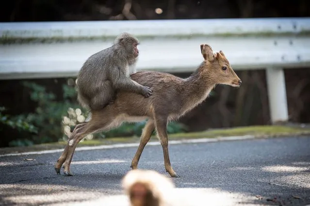 An undated handout picture released on January 10, 2017 by the Issekinicho publishing house shows an inter- species sexual behaviour between a male Japanese macaque and female sika deer, in Yakushima Scientists revealed on January 10, 2017 the “highly unusual” behaviour of a male monkey filmed trying to have s*x with female deer in Japan – a rare case of inter- species nookie. (Photo by Editions Issekinicho/AFP Photo)