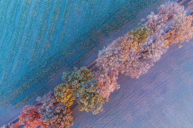 A photograph taken from a drone showing hoarfrost on colorful laurel bushes in an avenue in the district Oder-Spree between the villages Petersdorf and Sieversdorf, Brandenburg, Germany, 13 November 2016. (Photo by Patrick Pleul/EPA)