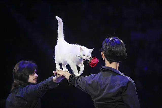 A cat and its tamers perform during the presentation of the Modern German Circus international show “Black and White, Up and Down” at the National Circus in Kyiv, Ukraine, February 1, 2019 (Photo by Sergii Kharchenko/NurPhoto via Getty Images)