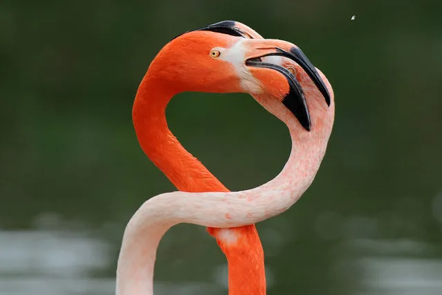 Flamingos with their necks intertwined seen at ZSL Whipsnade Zoo on April 10, 2015 in Bedfordshire, England. (Photo by Tony Margiocchi/Barcroft Media)