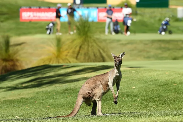 A kangaroo is seen on the 6th fairway as players prepare to tee off during the Pro-Am ahead of the 2016 Perth International at Lake Karrinyup Country Club on February 24, 2016 in Perth, Australia. (Photo by Paul Kane/Getty Images)
