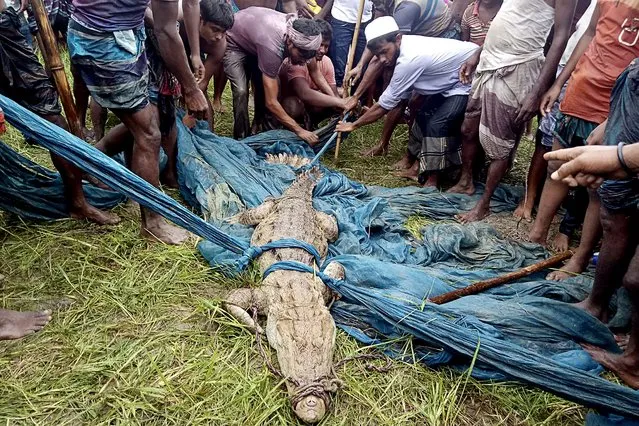 In this picture taken on August 9, 2021, onlookers gather as a rare fresh water crocodile is captured from a river after wildlife rangers made a futile attempt to nab it for two weeks, in Faridpur. (Photo by AFP Photo/Stringer)