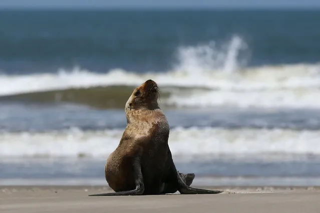 A sea lion with symptoms of bird flu sits on the coast of the Atlantic Ocean during an outbreak of Bird Flu, in Sao Jose do Norte, in the state of Rio Grande do Sul, Brazil on November 21, 2023. (Photo by Diego Vara/Reuters)