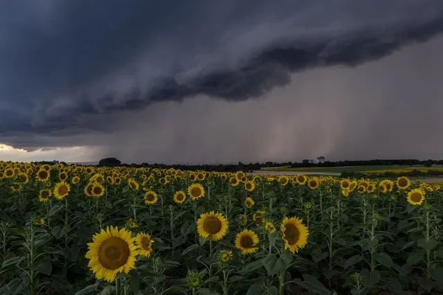 A thunderstorm approaches over a field of sunflowers in Frankfurt, Germany, Friday, July 21, 2023. (Photo by Michael Probst/AP Photo)