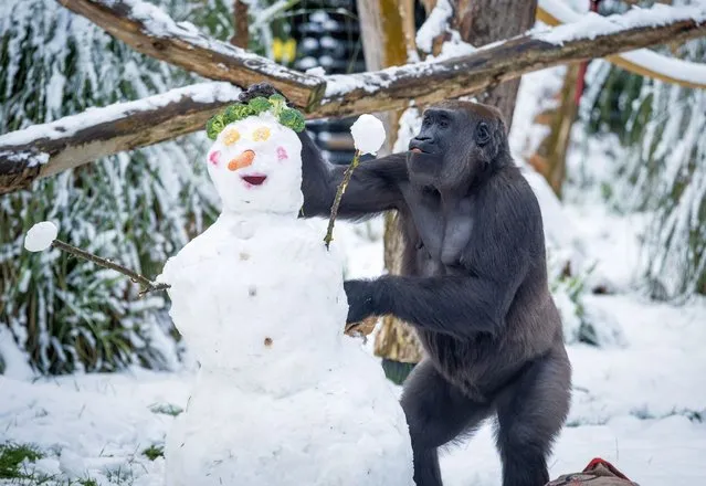 Handout photo issued by the Zoological Society of London of western lowland gorilla Mjukuu snacking on a snowman's broccoli hair in the snow at ZSL London Zoo on Monday, December 12, 2022. (Photo by ZSL/PA Wire Press Association)