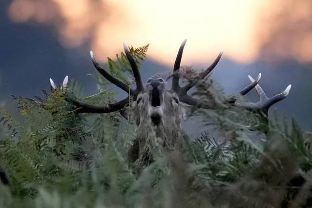 A red deer stag bellows at sunrise during the rutting (breeding) season which takes place during autumn, in Bushy Park, south west London, Wednesday, October 13, 2021. (Photo by Matt Dunham/AP Photo)