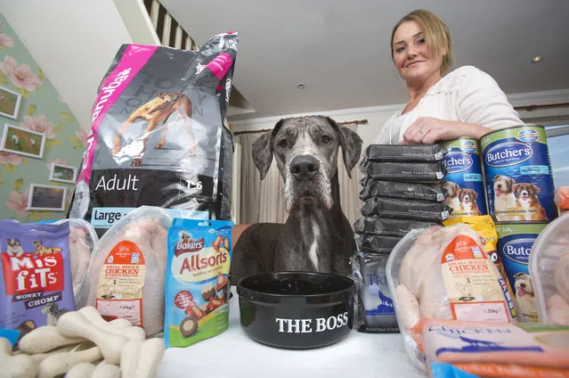 Britain's biggest dog, 18 month old great Dane, Freddy poses for a photograph with the food in kitchen as owner Claire Stoneman looks on in Southend-on-Sea, Essex, England. (Photo by Matt Writtle/Barcroft Media)