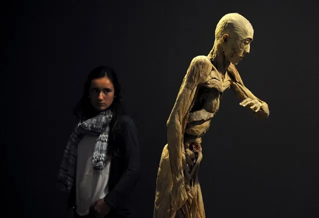 A visitor looks at a plastinated human body during a press preview prior to the opening of “Human Bodies” exhibition in Oviedo, Spain, May 7, 2015. (Photo by Eloy Alonso/Reuters)