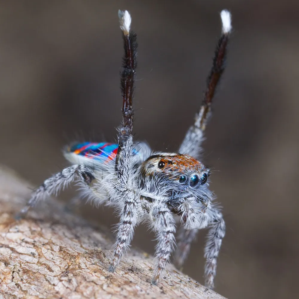 Peacock Spider Maratus Speciosus by Photographer Jurgen Otto