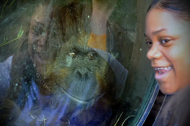 Mia Jones, 28, laughs as an Orangutan gets a closeup look at her Easter Monday at the Smithsonian National Zoo March 28, 2016 in Washington, DC. This was the first time she had been to Easter Monday. (Photo by Katherine Frey/The Washington Post)
