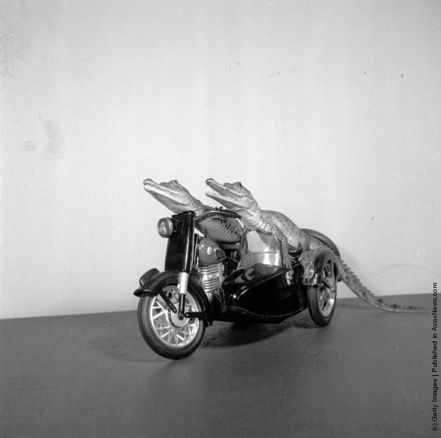 1955: Two young crocodiles on a model motorcycle and sidecar