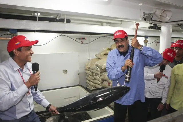 Venezuela's President Nicolas Maduro (R) holds a fish during an inspection on a fishing boat in La Guaira, in this handout picture provided by Miraflores Palace on March 31, 2016. (Photo by Reuters/Miraflores Palace)