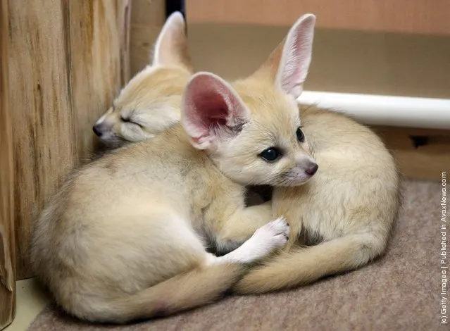 Baby Fennec Fox