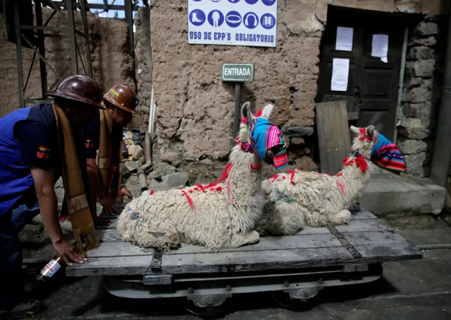 Independent miners transport llamas to sacrifice them for good fortune during the year as part of Andean carnival celebrations, outside the Mina Itos on the outskirts of Oruro, Bolivia February 24, 2017. (Photo by David Mercado/Reuters)