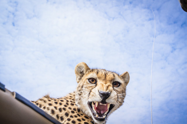 The cheetah looks straight at the photographer while peering through the roof of the safari vehicle. (Photo by Bobby-Jo Clow/Caters News)