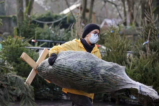 A worker carries a tree at a small Christmas market in the center of Brussels, Thursday, December 16, 2021. Several EU countries are accelerating vaccinations against the coronavirus before Christmas as infections surge and more people with COVID-19 seek medical attention. (Photo by Olivier Matthys/AP Photo)