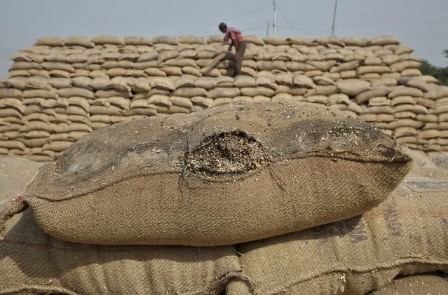 A sack of rotten wheat is pictured against the backdrop of a labourer removing dust from a heap of wheat sacks at a wholesale grain market in Punjab, India, May 6, 2015. (Photo by Ajay Verma/Reuters)