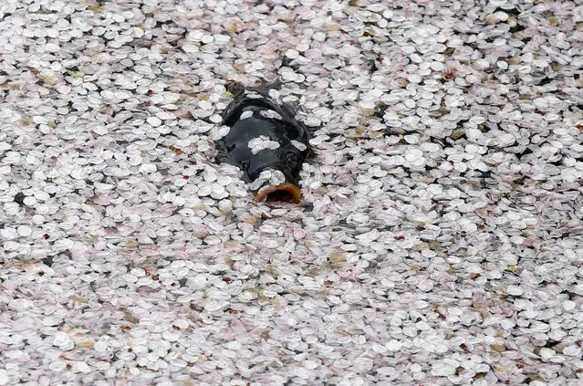 A carp swims in the Chidorigafuchi moat covered with petals of cherry blossoms in Tokyo, Japan April 8, 2016. (Photo by Toru Hanai/Reuters)