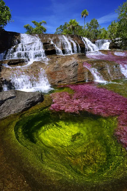 A waterfall is seen at the end of the rainy season, in August, when the water level finally decreases, in the Cano Cristales RIver in the Sierra de la Macarena in Colombia. It has become covered with a bright pink endemic aquatic plant, Macarenia Clavigera. (Photo by Olivier Grunewald)