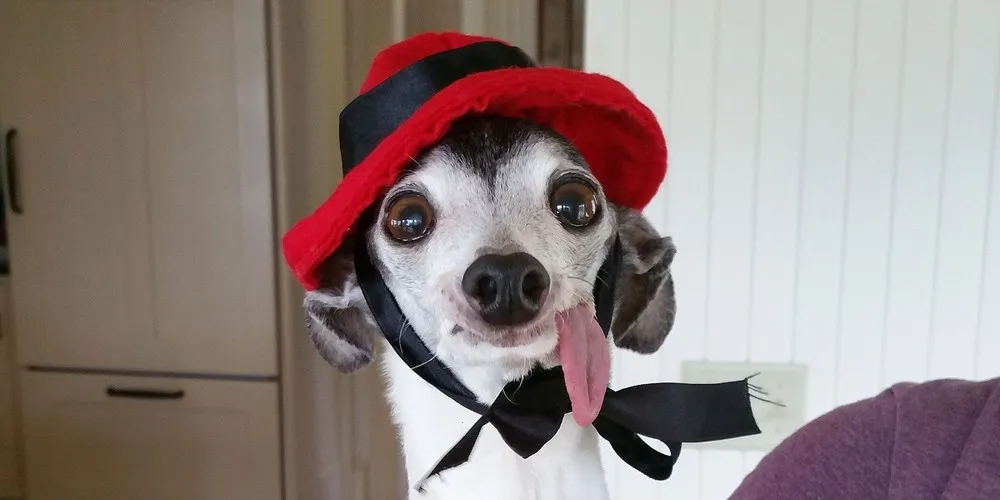 Zappa Dog with a Floppy Tongue