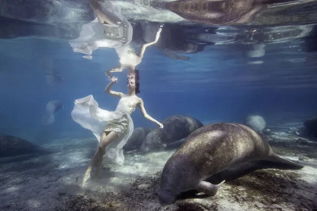 Tara swimming with Manatees in Florida, Crystal river. (Photo by Jeremy Farris/Caters News)