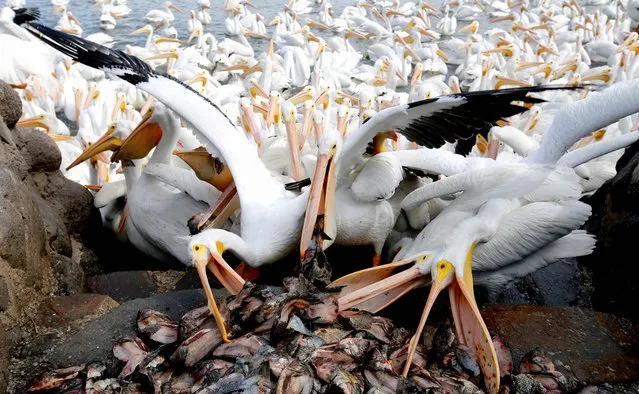 A pod of white pelicans, one of the largest birds in Canada and the US, are seen on the shore of the Chapala lagoon in Cojumatlan de Regules, Mexico, on January 28, 2022. White pelicans travel thousands of kilometers migrating from the cold temperatures of North America. (Photo by Ulises Ruiz/AFP Photo)