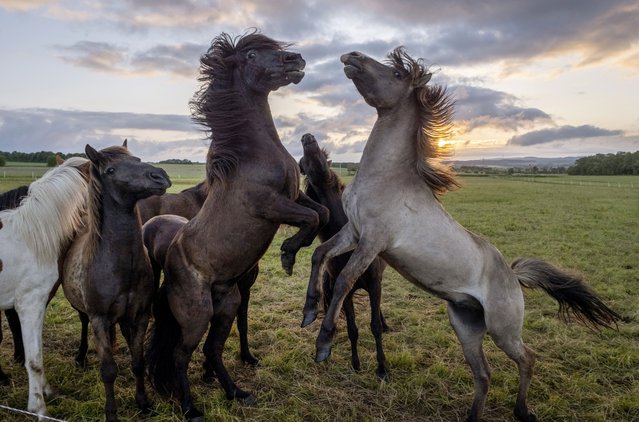 Icelandic horses play on a meadow in Wehrheim near Frankfurt, Germany, as the sun rises on Tuesday, May 28, 2024. (Photo by Michael Probst/AP Photo)