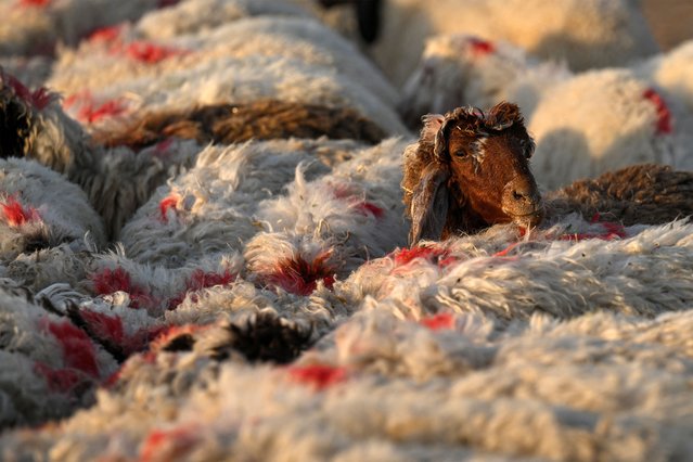 Sheep marked for sacrifice wait in an enclosure on the eve of the Muslim holiday of Eid al-Adha, or the Feast of Sacrifice, in Iraq's southern city of Basra on June 15, 2024. (Photo by Hussein Faleh/AFP Photo)
