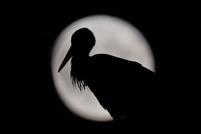 A stork is silhouetted against the full moon in Pristina, Kosovo on July 21, 2024. (Photo by Valdrin Xhemaj/Reuters)