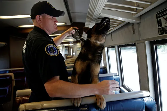 Metropolitan Transit Authority (MTA) Police Officer Kevin Pimpinelli works with his K-9 partner Johnny, a German Shepherd, during a simulated bomb search aboard a dedicated Metro-North Railroad commuter train car permanently installed for training at the new MTA Police Department Canine Training Center in Stormville, New York, U.S., June 6, 2016. (Photo by Mike Segar/Reuters)