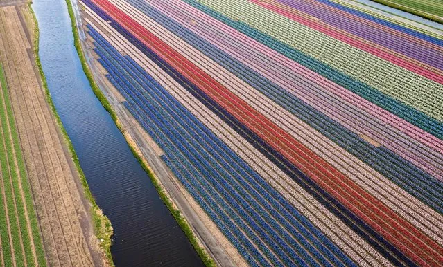This aerial view shows rows of tulips and hyacinths in fields at Lissee in the “Bollenstreek” (Dutch flower region) on April 8, 2022. (Photo by Jeffrey Groeneweg/ANP via AFP Photo)